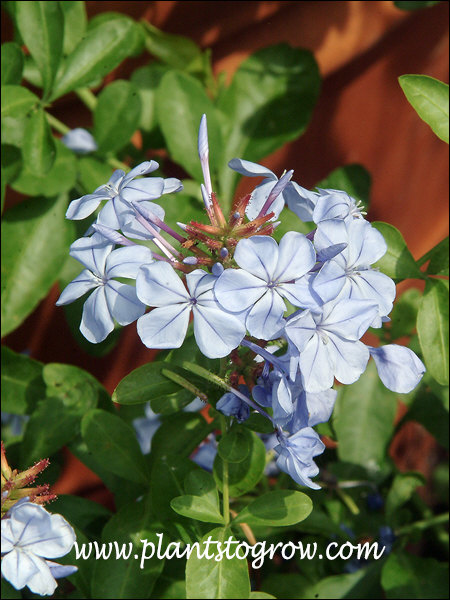 Monott has light sky blue colored flowers